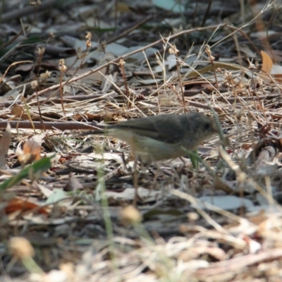 Acanthiza reguloides (Buff-rumped Thornbill) at Thurgoona, NSW - 25 Jan 2021 by PaulF