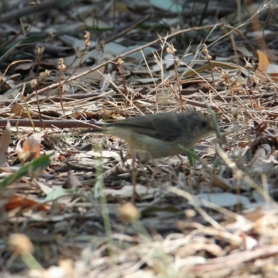 Acanthiza reguloides (Buff-rumped Thornbill) at Corry's Wood - 26 Jan 2021 by PaulF