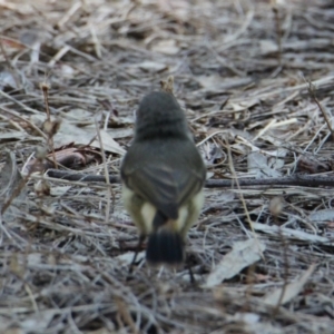 Acanthiza reguloides at Thurgoona, NSW - 26 Jan 2021 09:18 AM