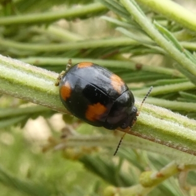 Peltoschema tetraspilota (Leaf beetle) at Tuggeranong Hill - 24 Jan 2021 by Owen