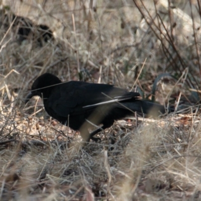 Corcorax melanorhamphos (White-winged Chough) at Albury - 26 Jan 2021 by PaulF