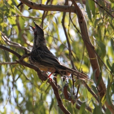 Anthochaera carunculata (Red Wattlebird) at Corry's Wood - 26 Jan 2021 by PaulF