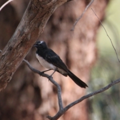 Rhipidura leucophrys (Willie Wagtail) at Corry's Wood - 26 Jan 2021 by PaulF