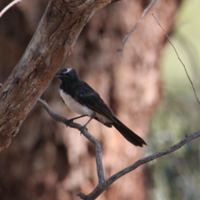 Rhipidura leucophrys (Willie Wagtail) at Thurgoona, NSW - 25 Jan 2021 by PaulF