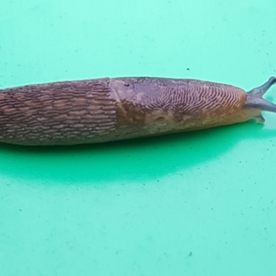 Limacus flavus (Yellow Cellar Slug) at Holt, ACT - 27 Jan 2021 by trevorpreston
