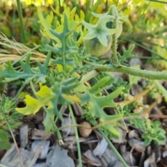 Solanum triflorum (Three-flowered Nightshade) at Isaacs Ridge and Nearby - 24 Jan 2021 by Mike