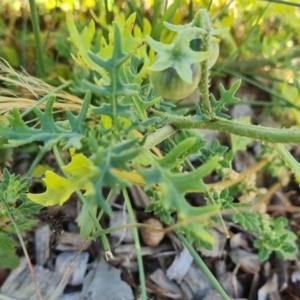 Solanum triflorum at Jerrabomberra, ACT - 25 Jan 2021
