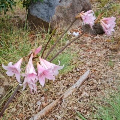 Amaryllis belladonna (Naked Ladies, Belladonna Lily) at Isaacs Ridge and Nearby - 27 Jan 2021 by Mike