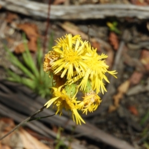 Podolepis hieracioides at Paddys River, ACT - 25 Jan 2021