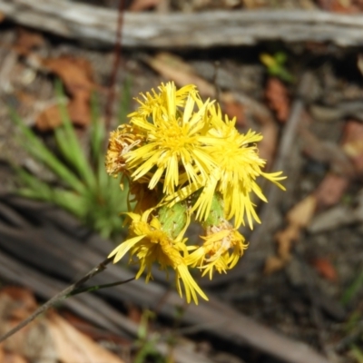 Podolepis hieracioides (Long Podolepis) at Paddys River, ACT - 25 Jan 2021 by MatthewFrawley