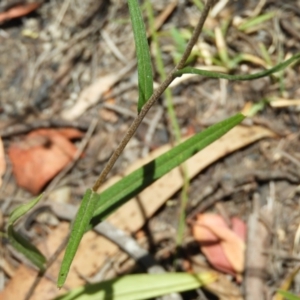 Podolepis hieracioides at Paddys River, ACT - 25 Jan 2021