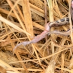 Limnodynastes peronii at Harrison, ACT - 27 Jan 2021