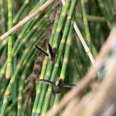 Trypetisoma digitatum (A lauxaniid fly) at Murrumbateman, NSW - 26 Jan 2021 by SimoneC