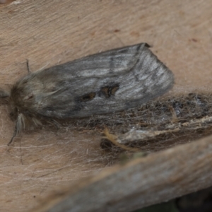 Leptocneria reducta at Higgins, ACT - 24 Jan 2021