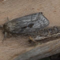 Leptocneria reducta (White cedar moth) at Higgins, ACT - 23 Jan 2021 by AlisonMilton