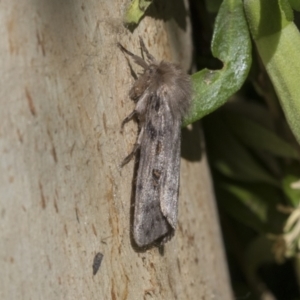 Leptocneria reducta at Higgins, ACT - 24 Jan 2021