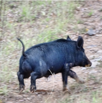 Sus scrofa (Wild Boar, Feral Pig) at Coree, ACT - 27 Jan 2021 by Ct1000