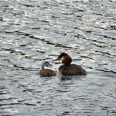 Podiceps cristatus (Great Crested Grebe) at Uriarra Village, ACT - 27 Jan 2021 by Ct1000