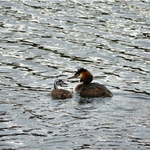 Podiceps cristatus at Uriarra Village, ACT - 27 Jan 2021 07:05 PM