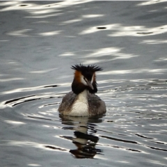 Podiceps cristatus at Uriarra Village, ACT - 27 Jan 2021 07:05 PM