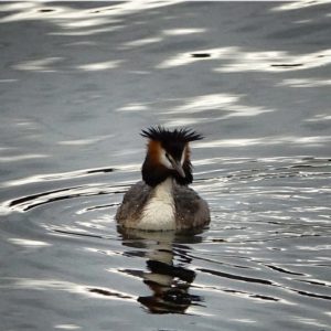 Podiceps cristatus at Uriarra Village, ACT - 27 Jan 2021 07:05 PM