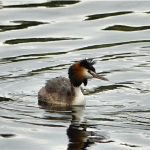 Podiceps cristatus at Uriarra Village, ACT - 27 Jan 2021 07:05 PM