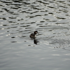 Podiceps cristatus at Uriarra Village, ACT - 27 Jan 2021 07:05 PM