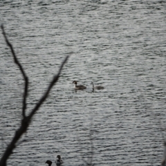 Podiceps cristatus at Uriarra Village, ACT - 27 Jan 2021 07:05 PM