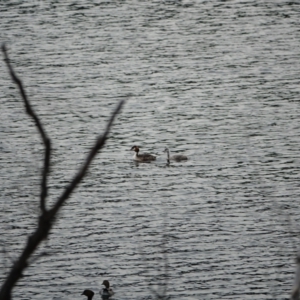 Podiceps cristatus at Uriarra Village, ACT - 27 Jan 2021 07:05 PM