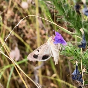 Helicoverpa punctigera at Booth, ACT - 27 Jan 2021