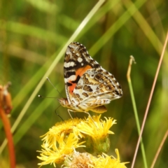 Vanessa kershawi (Australian Painted Lady) at Namadgi National Park - 25 Jan 2021 by MatthewFrawley