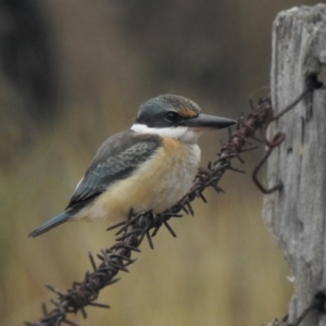 Todiramphus sanctus at Booth, ACT - 27 Jan 2021 07:57 AM