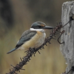 Todiramphus sanctus (Sacred Kingfisher) at Booth, ACT - 26 Jan 2021 by KMcCue