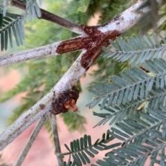 Dolophones turrigera (Turret spider) at Murrumbateman, NSW - 26 Jan 2021 by SimoneC