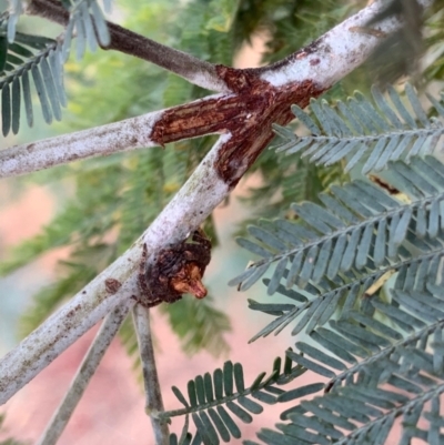 Dolophones turrigera (Turret spider) at Murrumbateman, NSW - 26 Jan 2021 by SimoneC