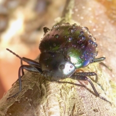 Chalcopteroides cupripennis (Rainbow darkling beetle) at Yass River, NSW - 20 Jan 2021 by SenexRugosus