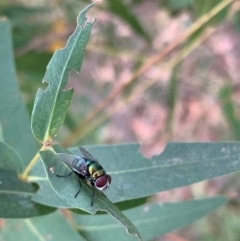 Chrysomya sp. (genus) (A green/blue blowfly) at Murrumbateman, NSW - 27 Jan 2021 by SimoneC