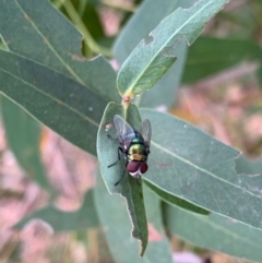 Chrysomya sp. (genus) at Murrumbateman, NSW - 27 Jan 2021 04:23 PM