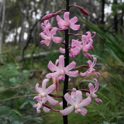 Dipodium roseum (Rosy Hyacinth Orchid) at Tennent, ACT - 25 Jan 2021 by shoko