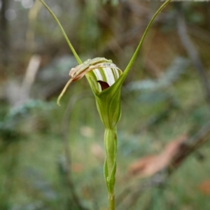 Diplodium decurvum at Cotter River, ACT - 26 Jan 2021