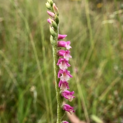 Spiranthes australis (Austral Ladies Tresses) at Gibraltar Pines - 25 Jan 2021 by shoko