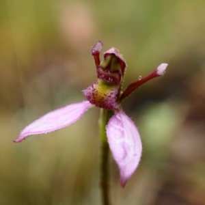 Eriochilus magenteus at Cotter River, ACT - suppressed