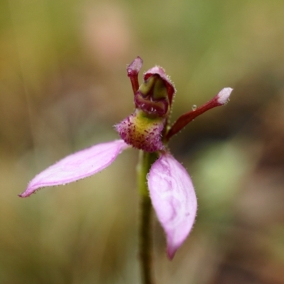 Eriochilus magenteus (Magenta Autumn Orchid) at Cotter River, ACT - 26 Jan 2021 by shoko