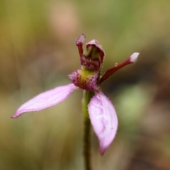 Eriochilus magenteus (Magenta Autumn Orchid) at Cotter River, ACT - 26 Jan 2021 by shoko