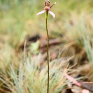 Eriochilus magenteus at Cotter River, ACT - suppressed