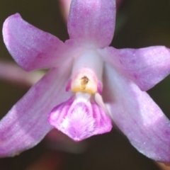 Dipodium roseum (Rosy Hyacinth Orchid) at Cotter River, ACT - 23 Jan 2021 by Harrisi