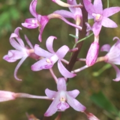 Dipodium roseum at Cotter River, ACT - 23 Jan 2021