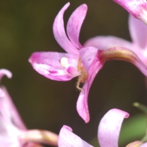 Dipodium roseum at Cotter River, ACT - suppressed