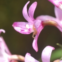 Dipodium roseum at Cotter River, ACT - 23 Jan 2021