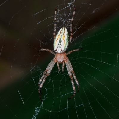Plebs bradleyi (Enamelled spider) at Namadgi National Park - 23 Jan 2021 by Harrisi